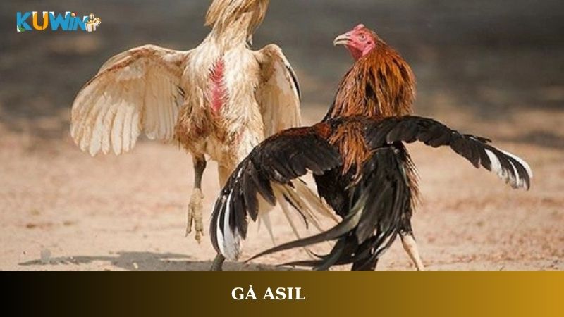 Gà Asil