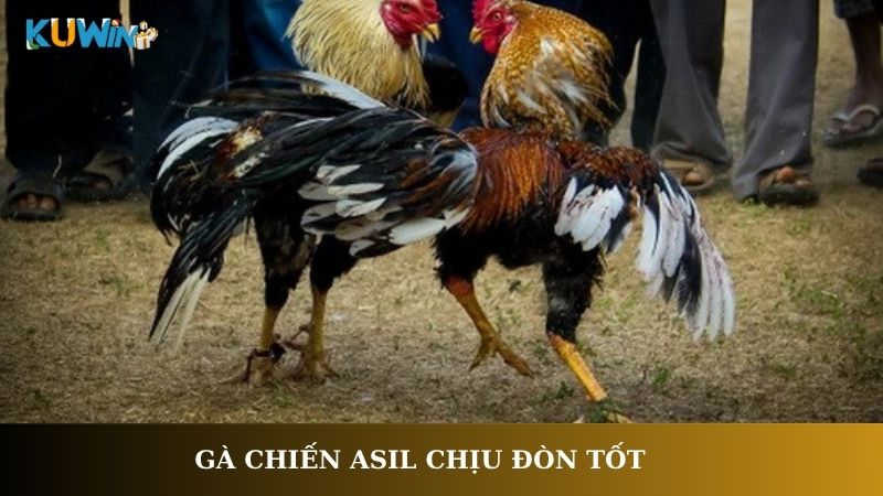 Gà chiến Asil chịu đòn tốt