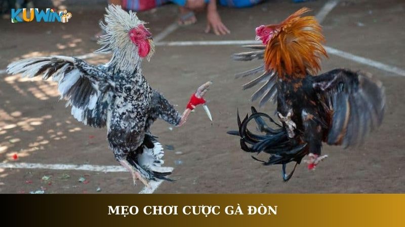 Mẹo chơi cược gà đòn