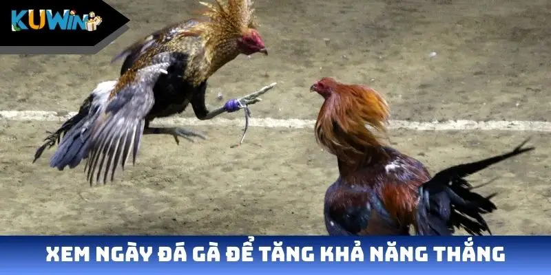 Xem ngày đá gà để tăng khả năng thắng